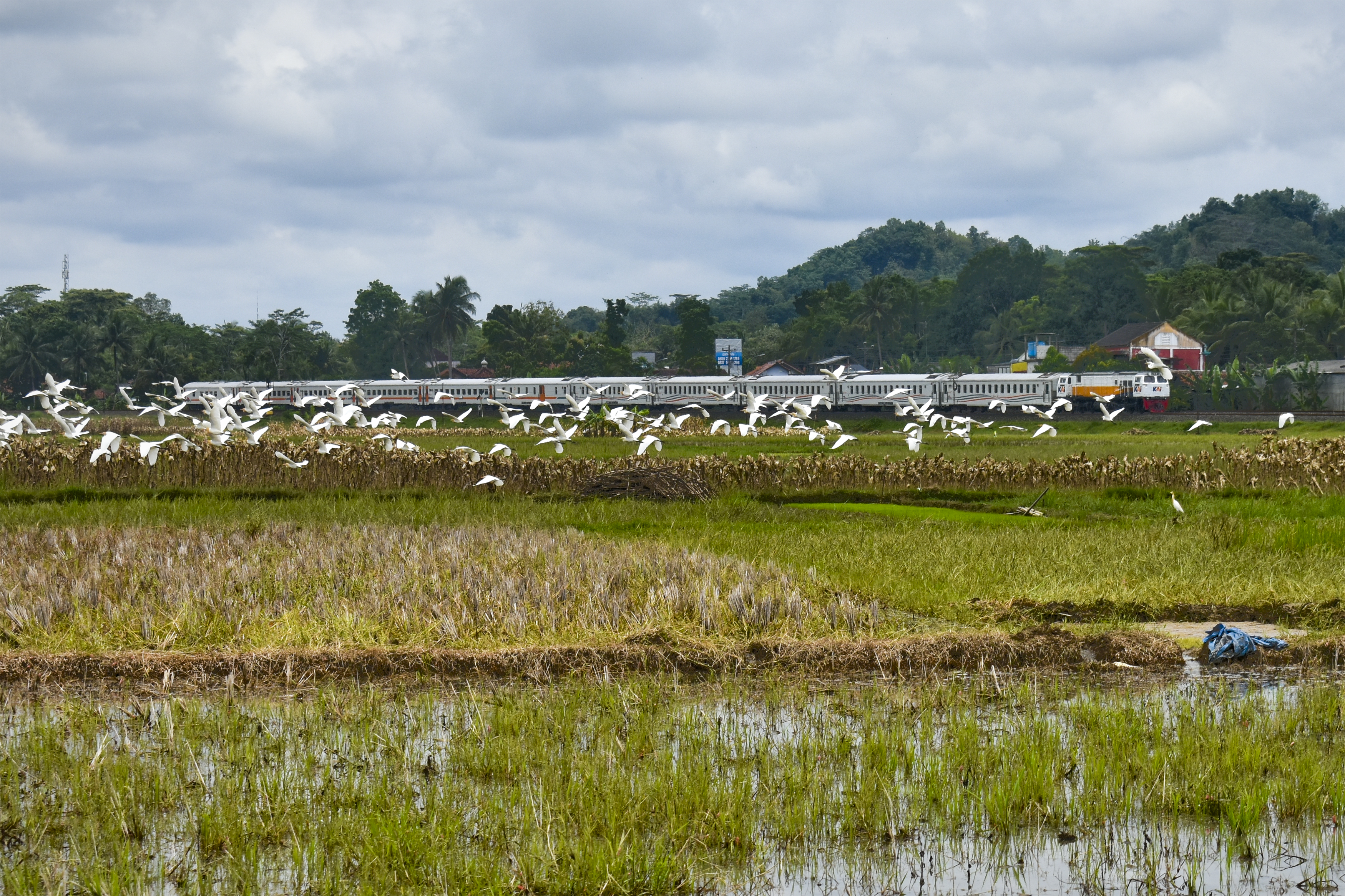 “Koloni Bangau Putih Terbang Saat Kereta Melintas”