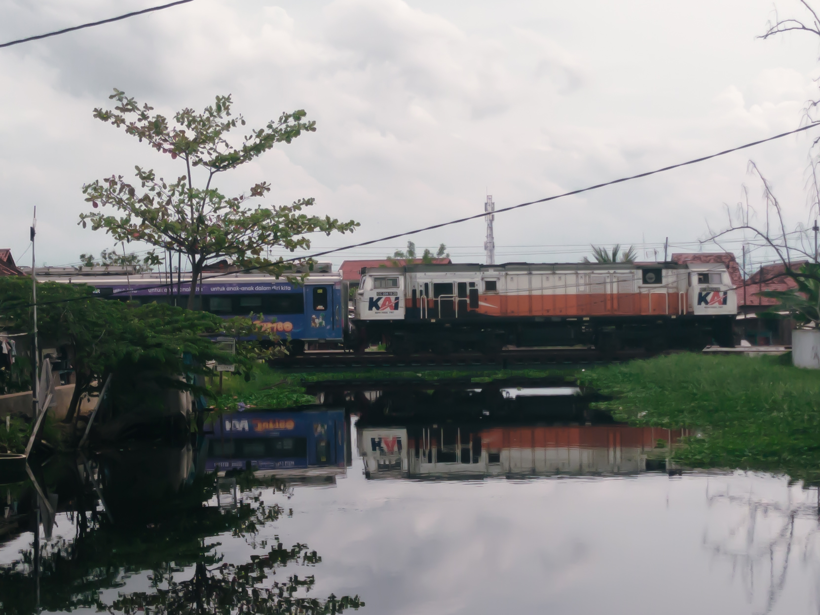 Sang Raja berlari di atas sungai berlimbah