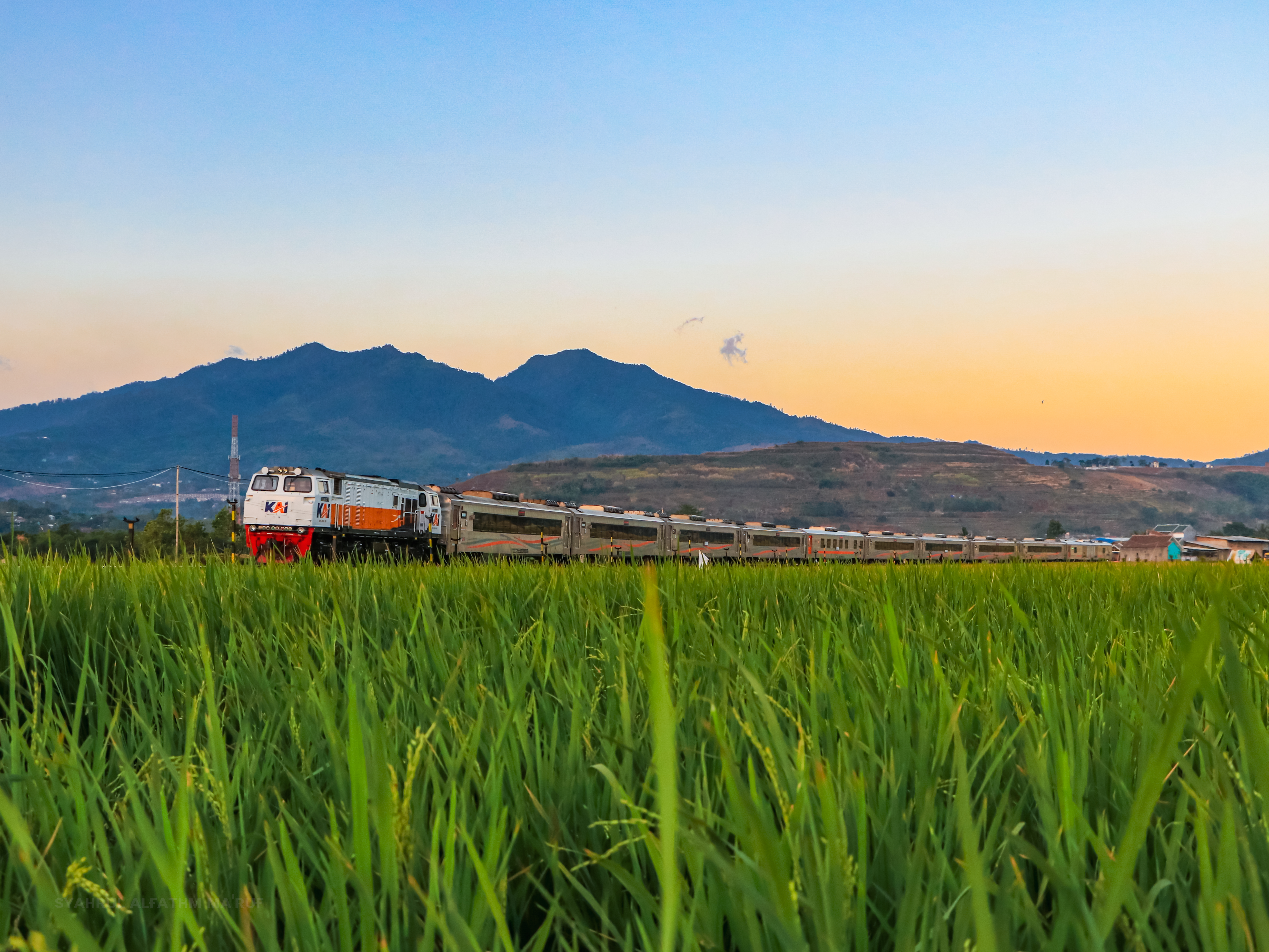 Lodaya Ditengah Sawah