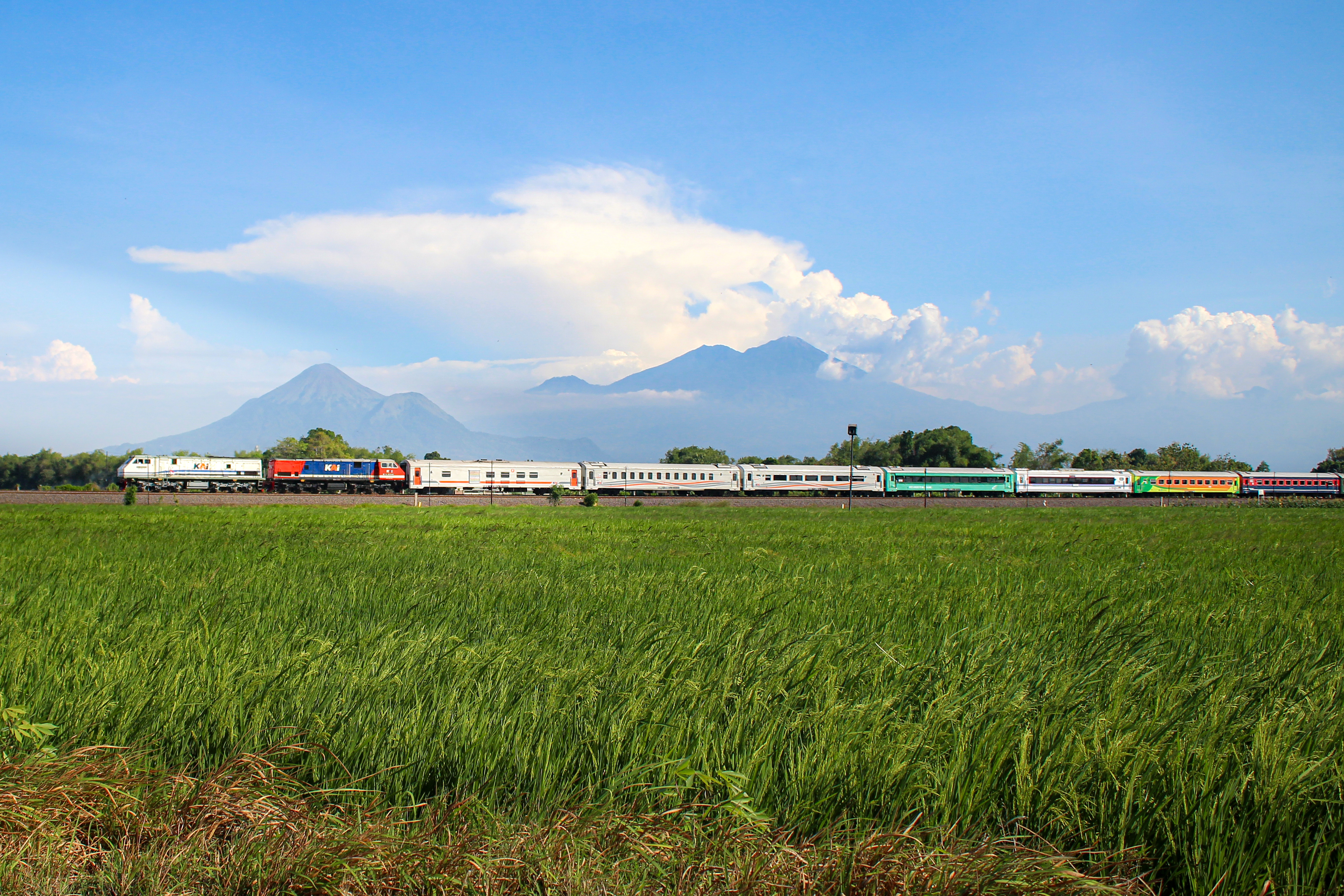 Kereta Api Di Tengah Keindahan Sawah Dan Jejeran Gunung