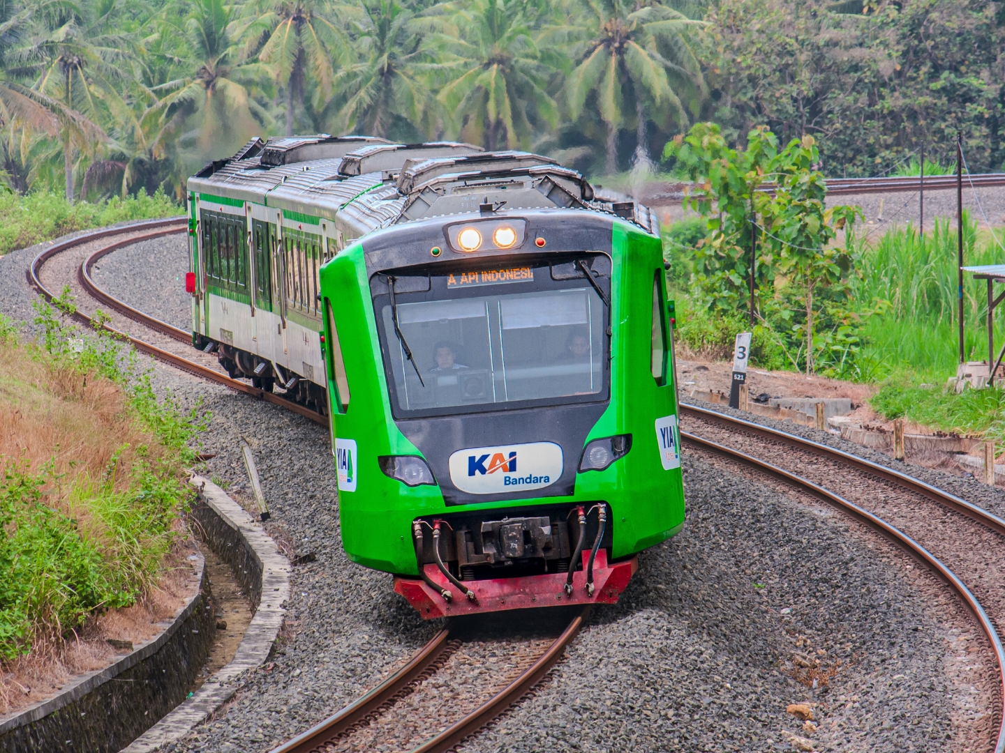 Ulat Hijau Pelari Bandara