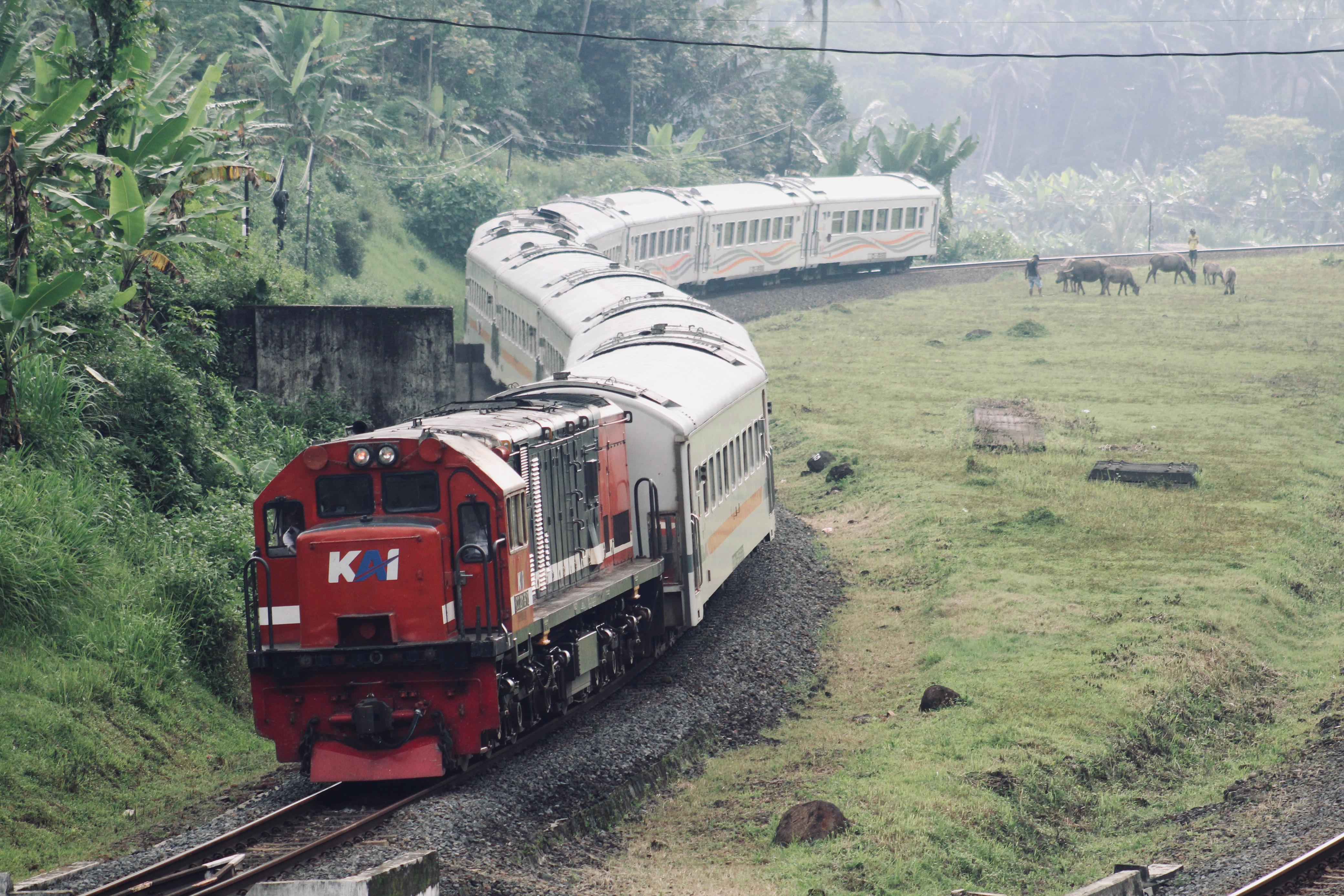 Kereta Api Kamandaka meliuk di serongan