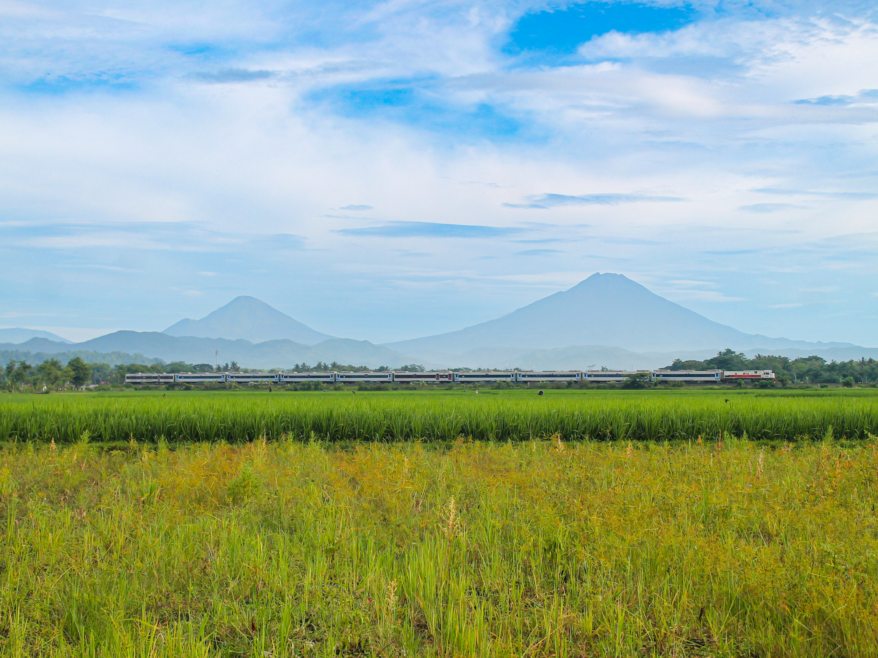 Kereta Logawa melintasi persawahan Besole