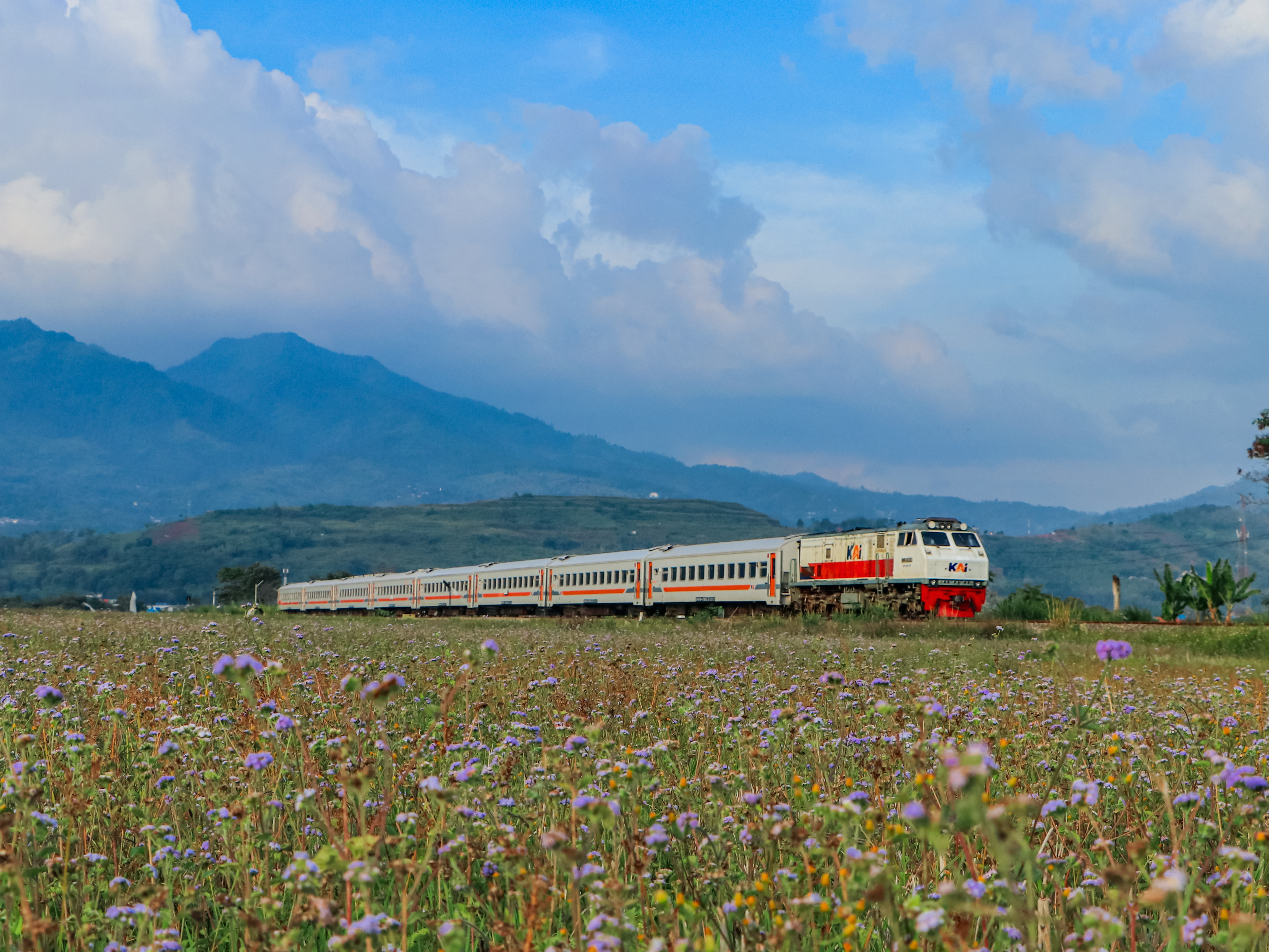 Kutojaya Selatan Dan Bunga Liar