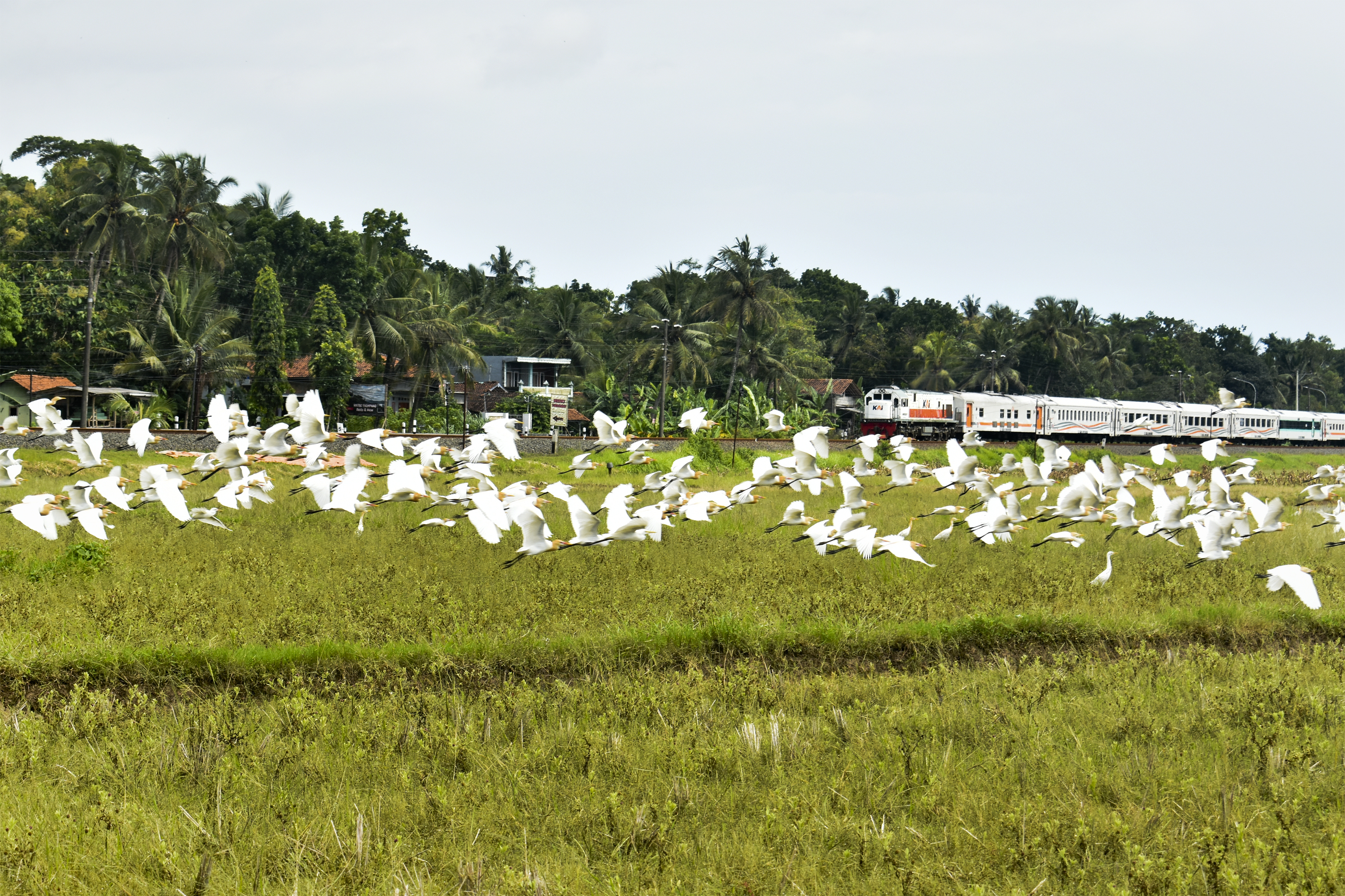 “Kereta Api Melintas di Tengah Koloni Bangau Putih”